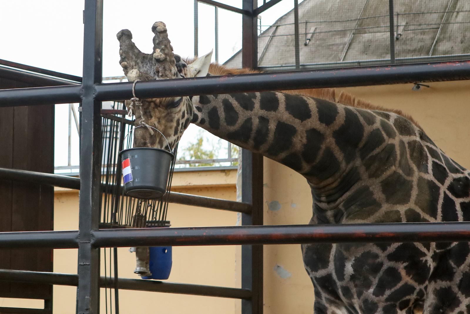 Žirafa Jonathan bira pobjednika Žirafa Jonathan bira pobjednika