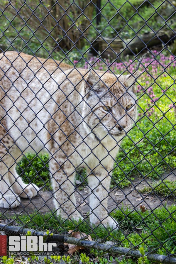 zoo_vrt_40