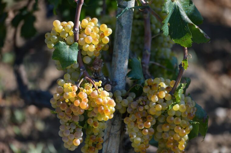 vinograd, grožđe vinograd, grožđe