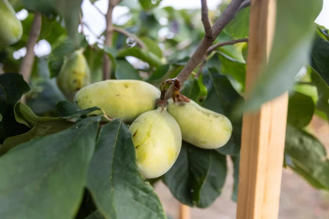 indijanska banana