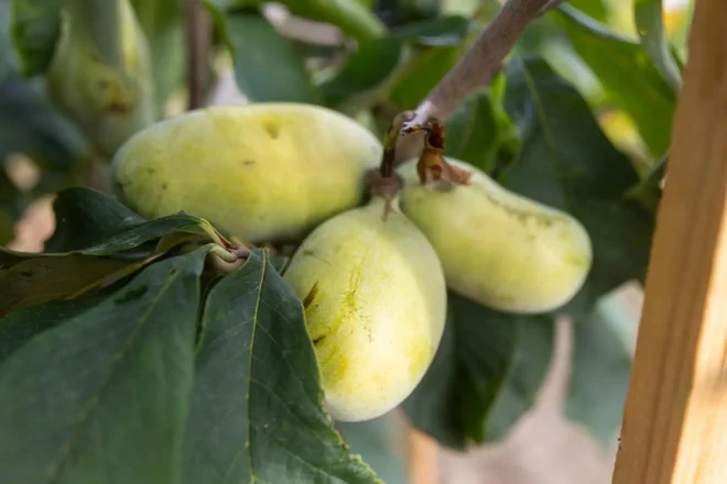 indijanska banana
