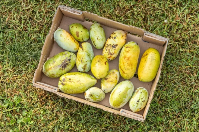 indijanska banana