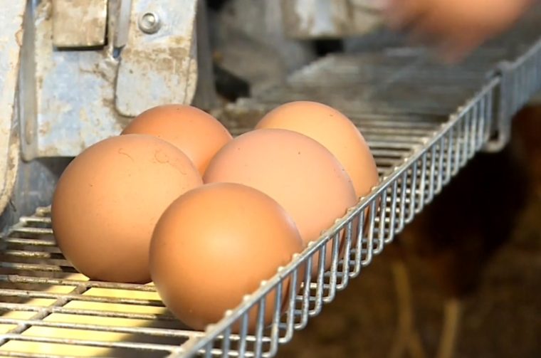 jaja iz slobodnog uzgoja jaja iz slobodnog uzgoja