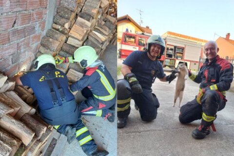 jvp čepin mace2 jvp čepin mace2