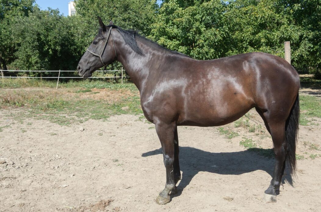 Valpovo: Uzgajivač konja noniusa Valpovo: Uzgajivač konja noniusa