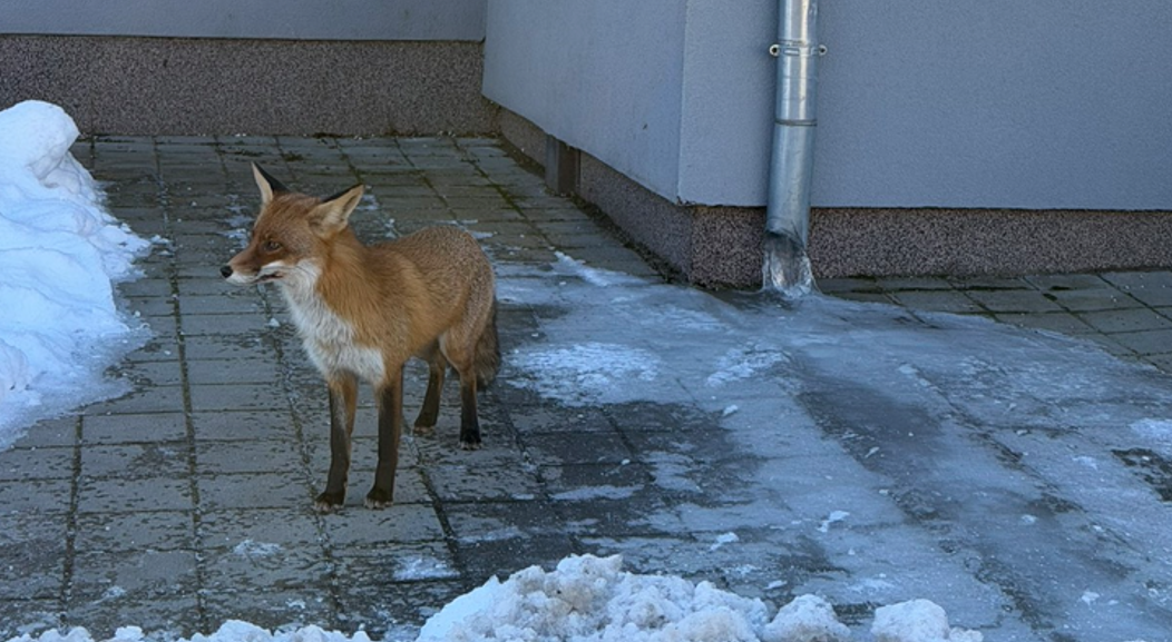 lisica vinogradska3 lisica vinogradska3