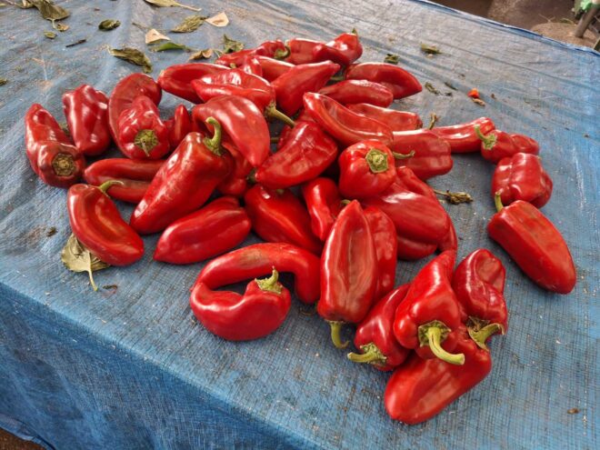 paprika