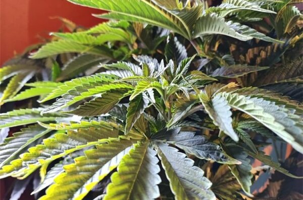 marihuana
