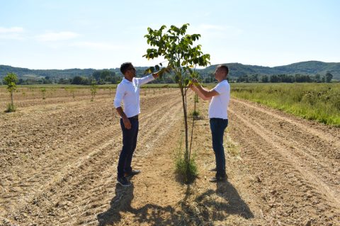 nasad-oraha-u-levanjskoj-varosi-vitalis-9