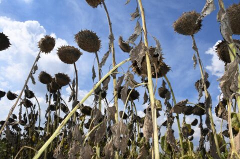 Podravska polja suncokreta nakon dugotrajne suše