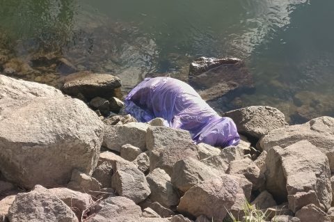 pas kraj željezničkog mosta