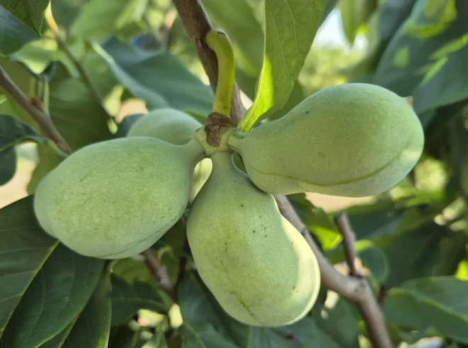 indijanska banana