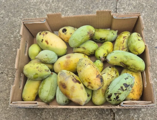 indijanska banana