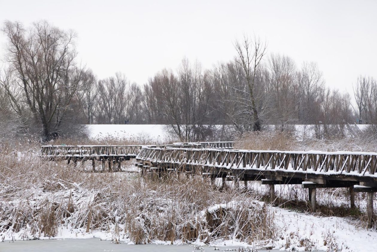 snijeg u kopačkom ritu 2025 13