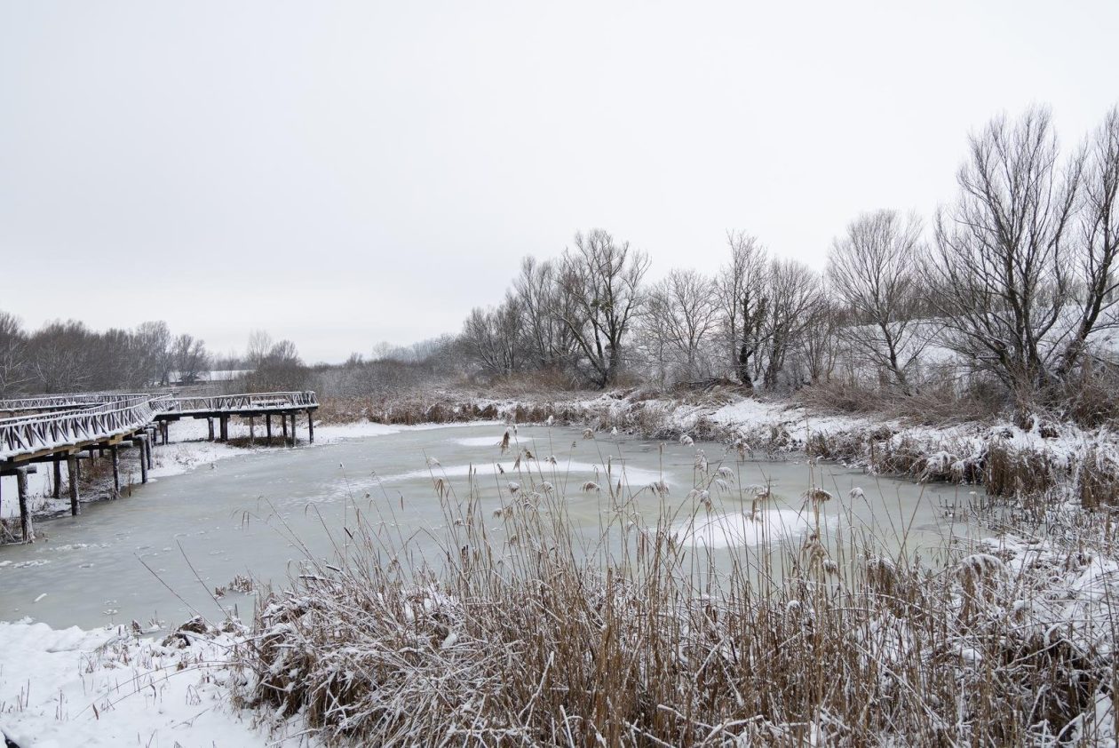 snijeg u kopačkom ritu 2025 19