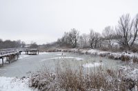 snijeg u kopačkom ritu 2025 19