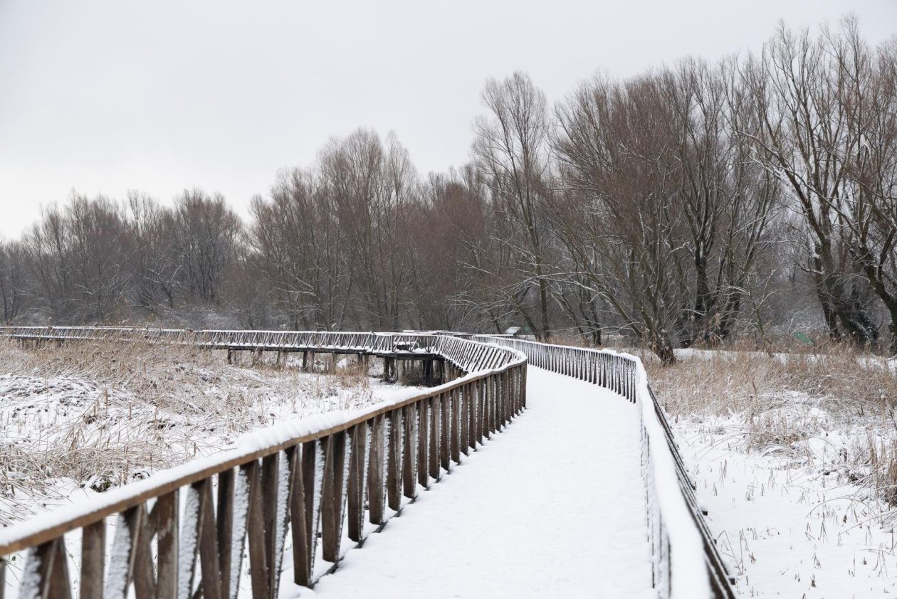 snijeg u kopačkom ritu 2025 4