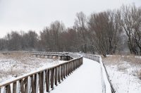 snijeg u kopačkom ritu 2025 4