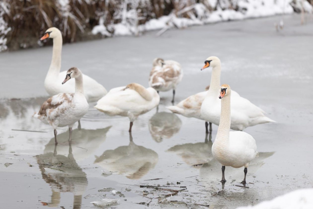 snijeg u kopačkom ritu 2025 5