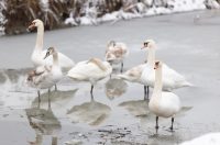 snijeg u kopačkom ritu 2025 5