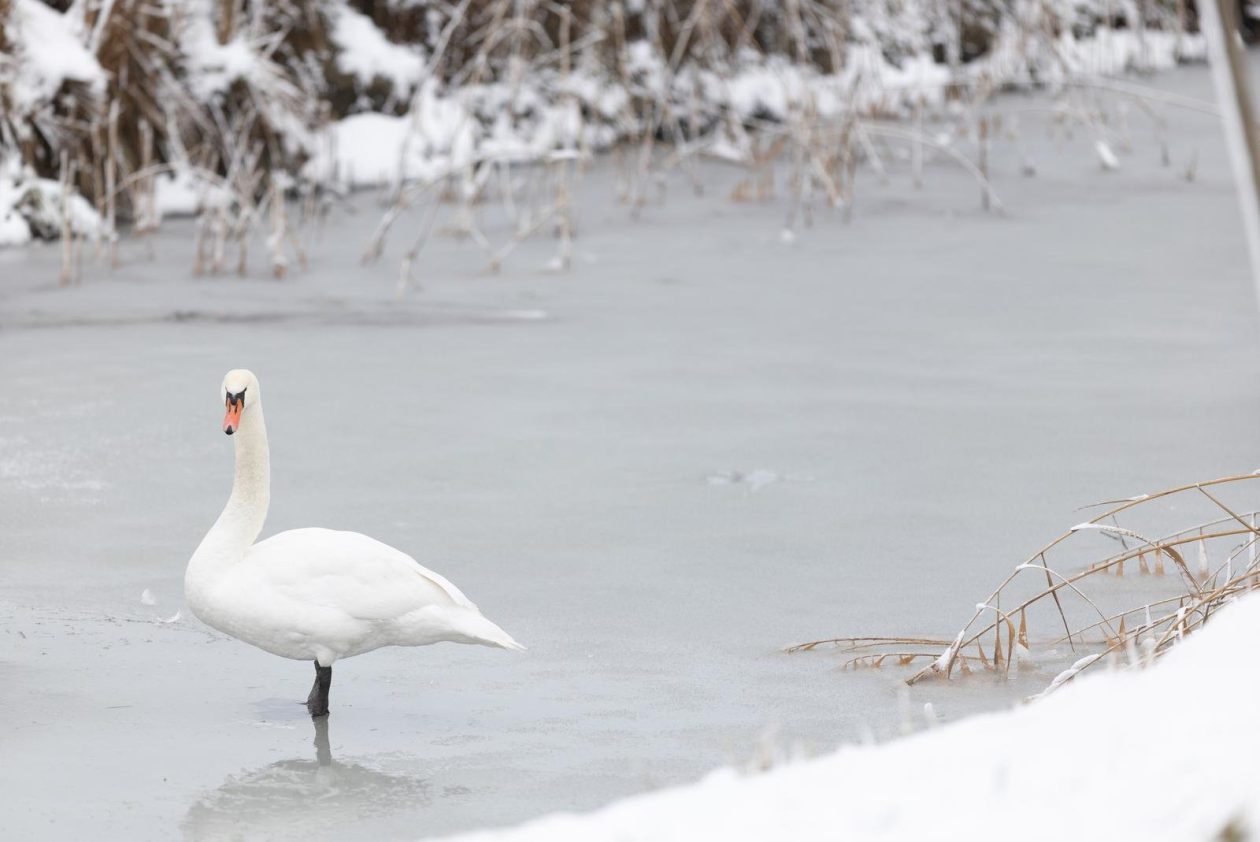 snijeg u kopačkom ritu 2025 7