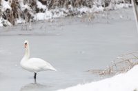 snijeg u kopačkom ritu 2025 7