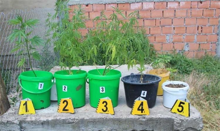 marihuana
