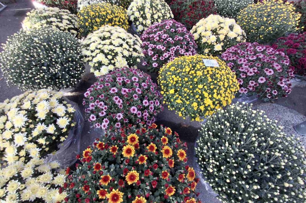 cvijeće svi sveti cvijeće svi sveti