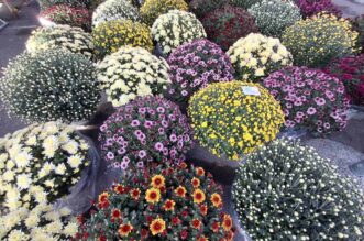 cvijeće svi sveti cvijeće svi sveti