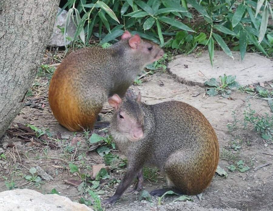 zoo osijek1 zoo osijek1